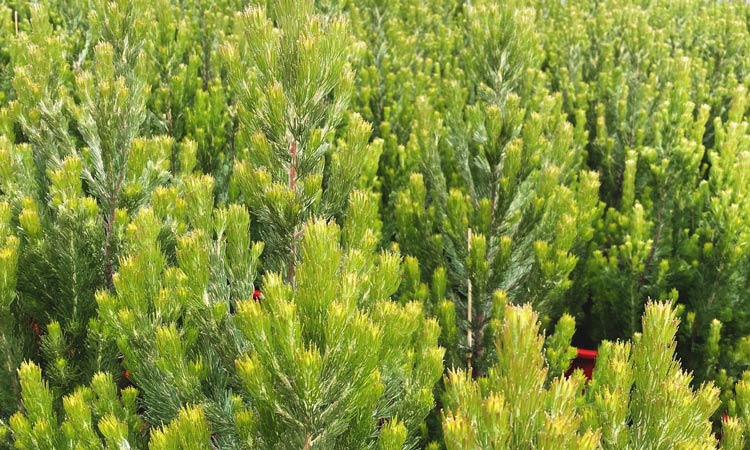 Adenanthos sericeus christmas trees in nursery