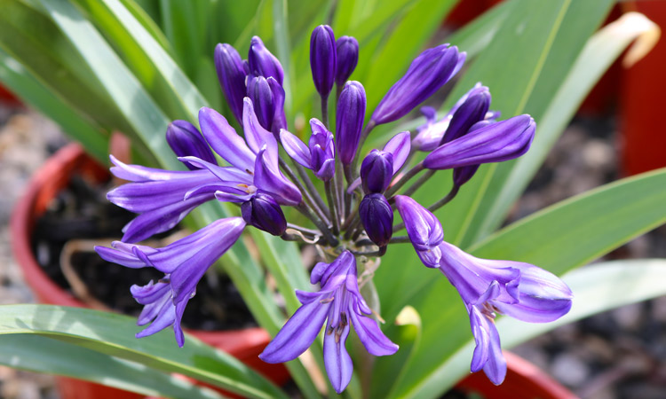 Agapanthus 'Black Pantha' christmas gift