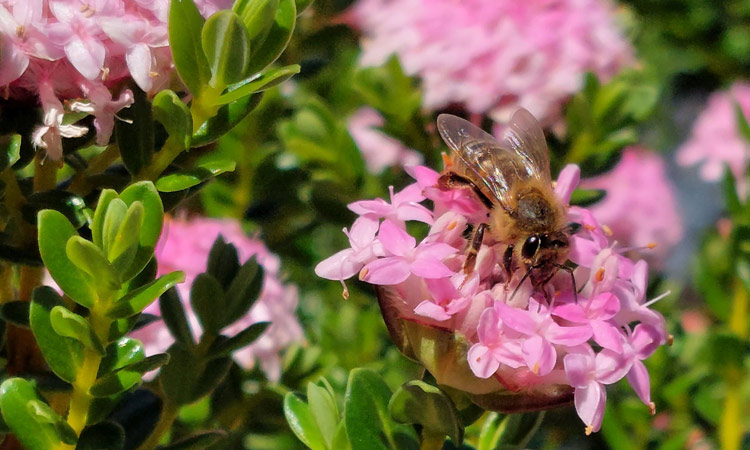 Bee on Pimelea image