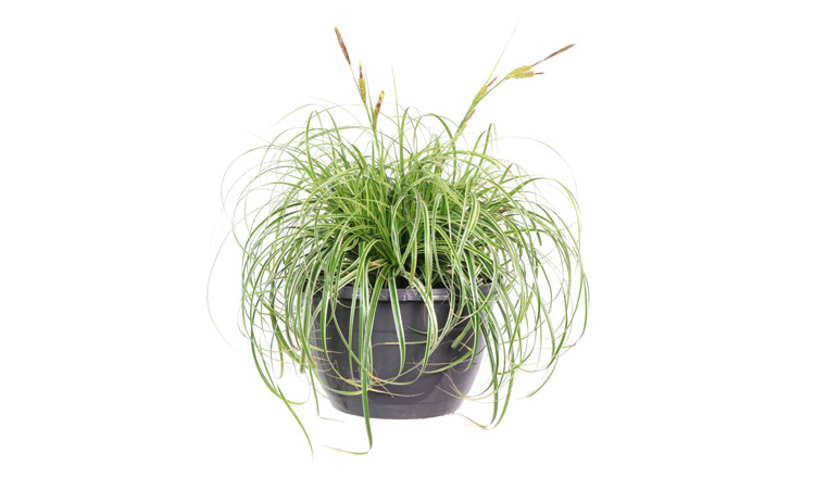 Carex 'Feather Falls' christmas gift