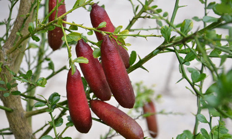 Citrus australasica 'Grafted Finger Limes' christmas gift