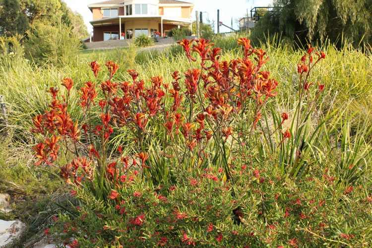 Anigozanthos'Amber Velvet' news photo