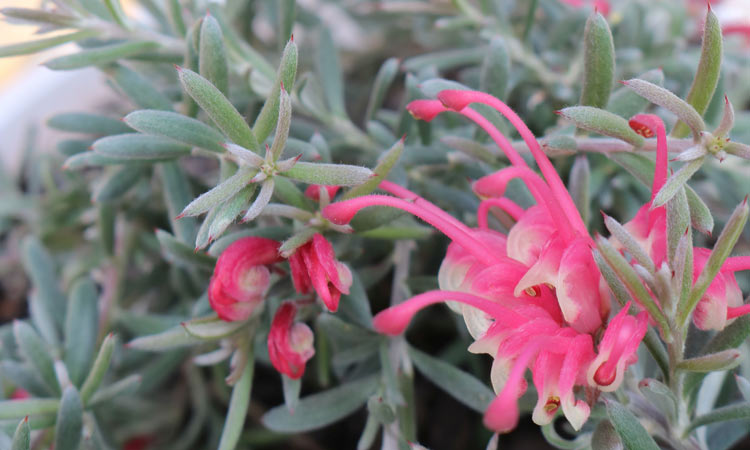 Grevillea Silver Dawn