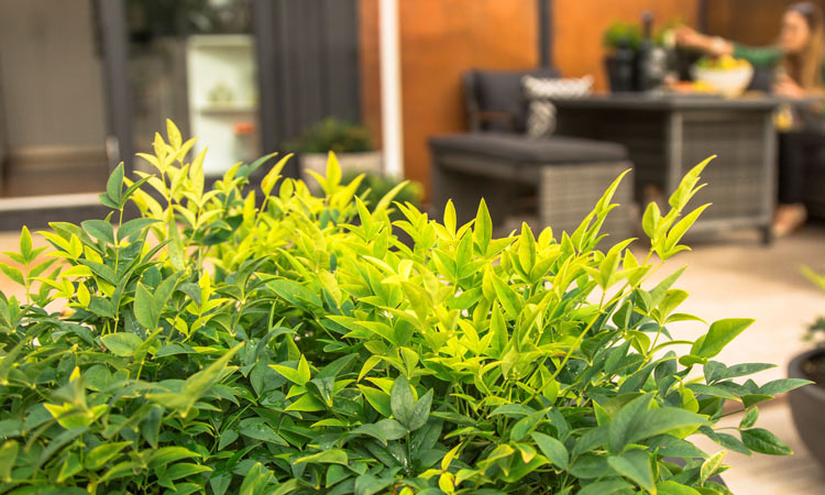 Nandina 'Magical Lemon Lime'