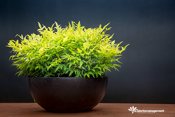 Nandina Magical Lemon Lime news photo