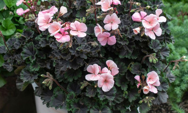 Pelargonium 'Peach Shadows'