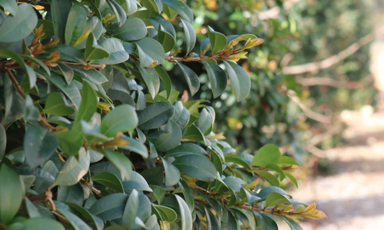 Syzygium Pinnacle